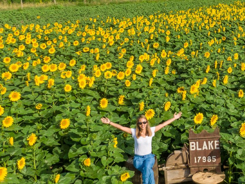 Blake Farm Sunflower Festival in Armada, MI