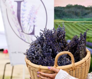 Michigan Lavendar Festival woman holding basket of lavender by sign FB