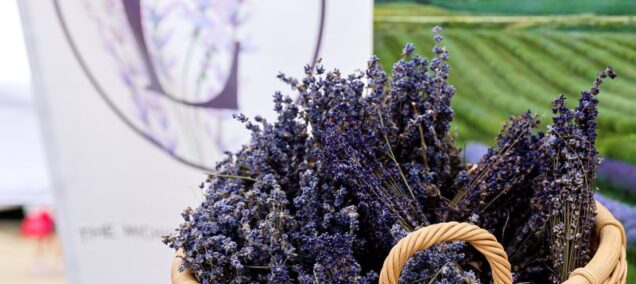Michigan Lavendar Festival woman holding basket of lavender by sign FB