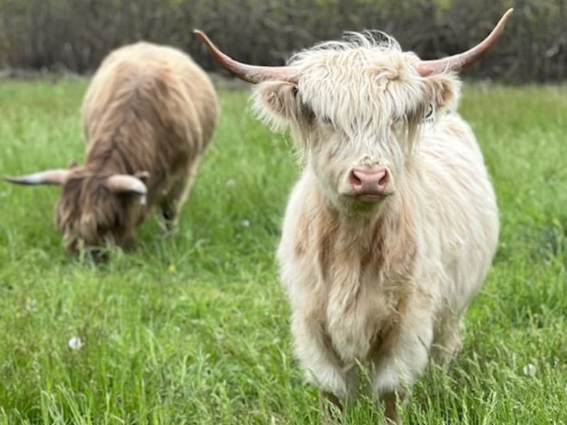 Thunder Acres Highlands webpage