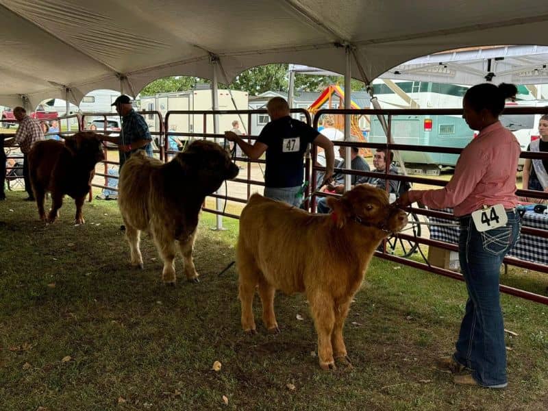 Upper Peninsula State Fair Livestock Show Facebook
