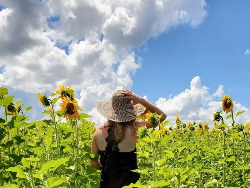 frankenmuthflowerfestivalwomaninsunflowers