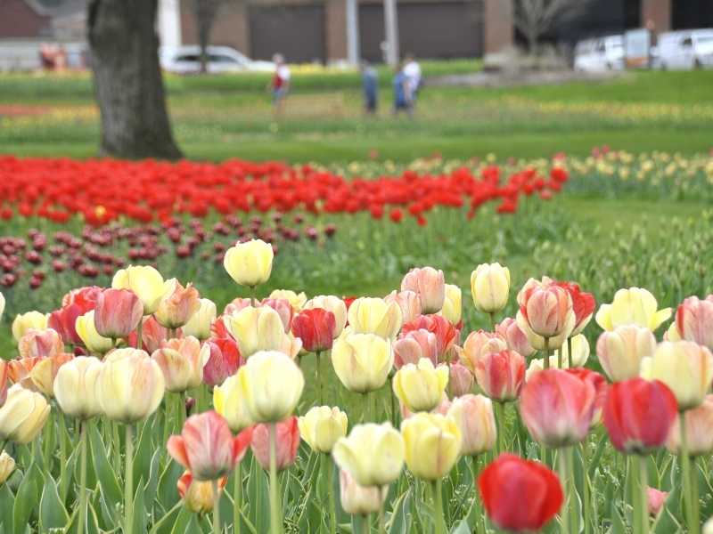 tulip-photo-window-on-the-waterfront-grand-rapids-kids