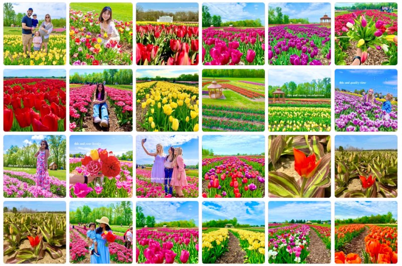 Debucks Tulip Festival Detroit