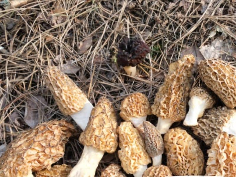 National Morel Mushroom Festival webpage