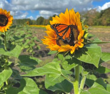 Sunflower and Butterfly at Bremer Produce Hudsonville Michigan - FB