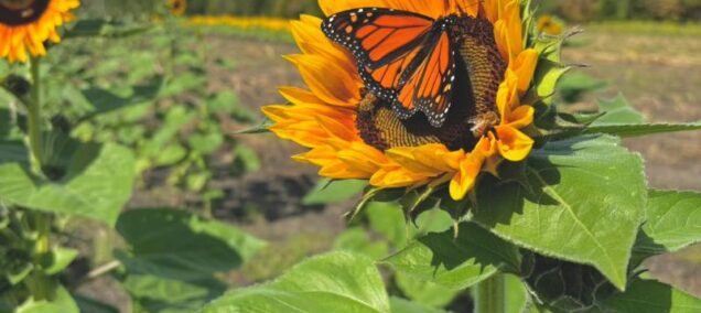Sunflower and Butterfly at Bremer Produce Hudsonville Michigan - FB