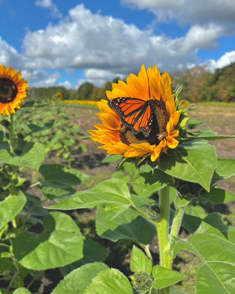 Sunflower and Butterfly at Bremer Produce Hudsonville Michigan - FB