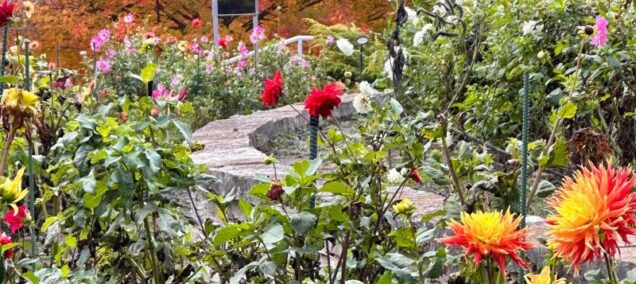 dahlia hill in october - facebook