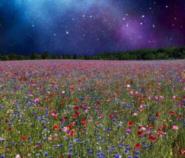 pleasant hill farm poppy fields michigan fennville - facebook