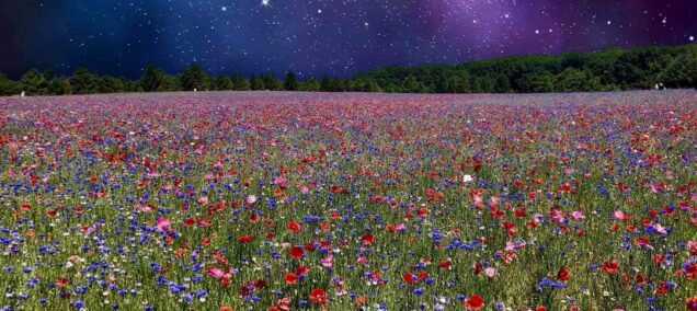 pleasant hill farm poppy fields michigan fennville - facebook