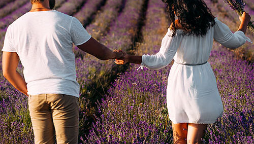 Romeo Lavender Farm Michigan