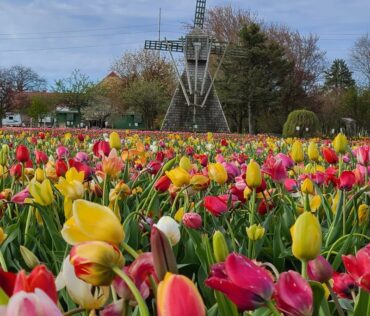 veldheer tulip gardens in Holland MI
