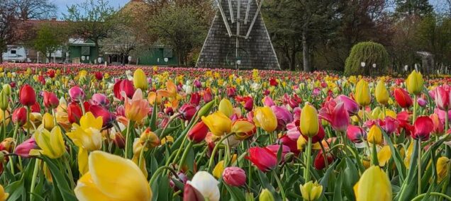veldheer tulip gardens in Holland MI
