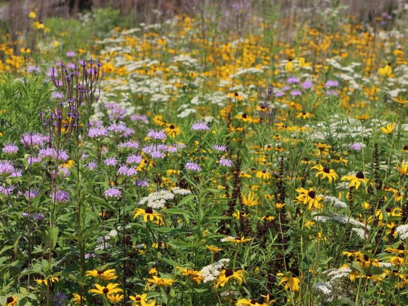 Blandford Nature Center Flower Pounding Workshop webpage