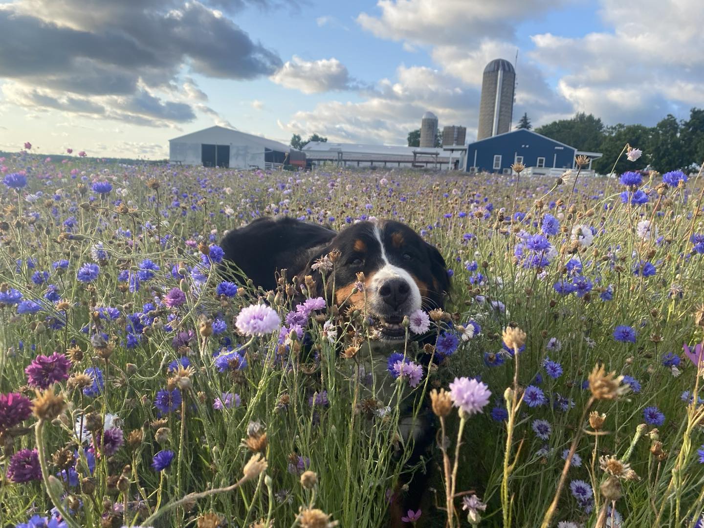 Cellar 1914 Wildflower Field U-Pick 