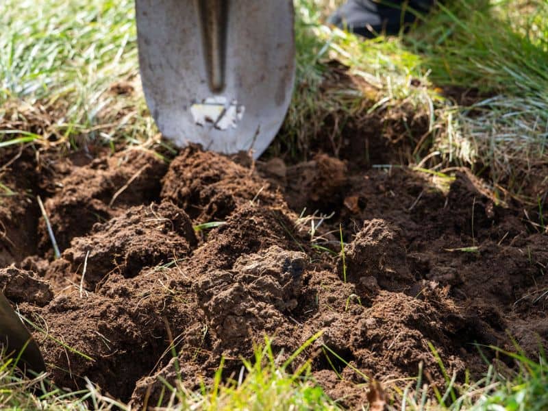 Friends of GR Parks Tree Planting Facebook