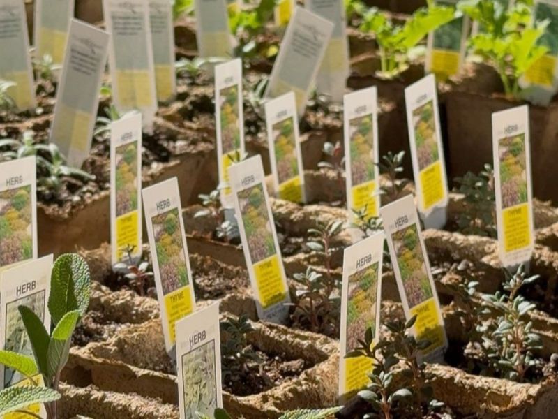 Fulton Street Market Container Gardening Workshop webpage