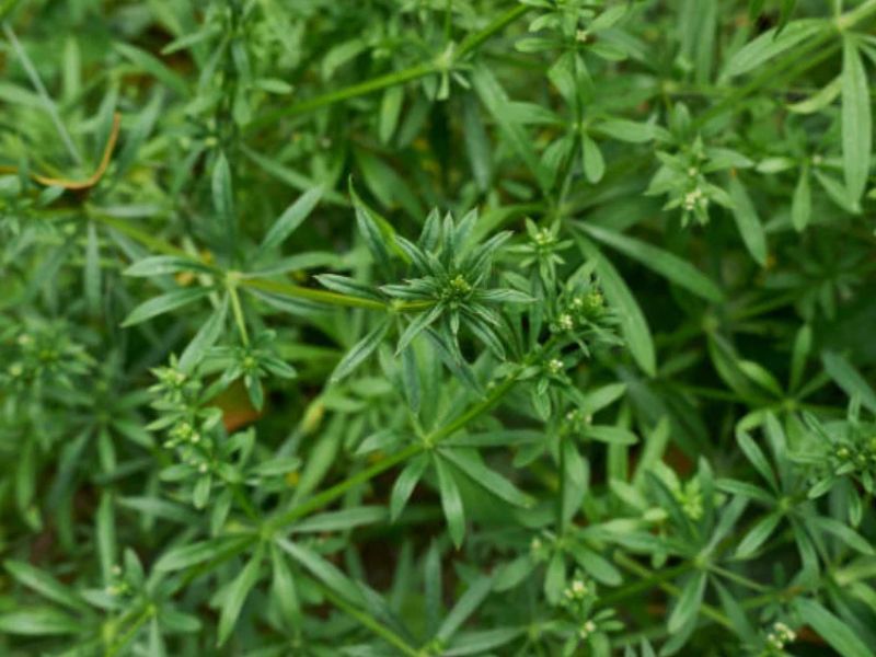 Gathered Botanicals Herb Chat webpage