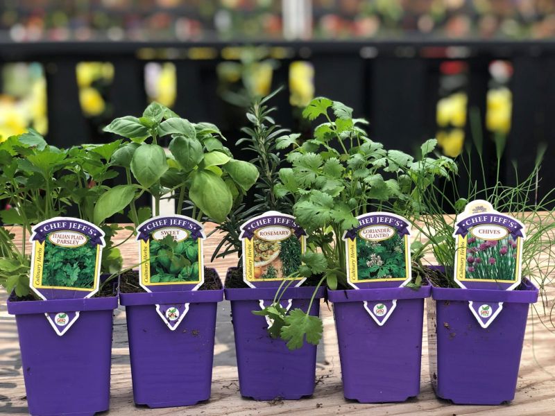 Koetsiers Herb Garden