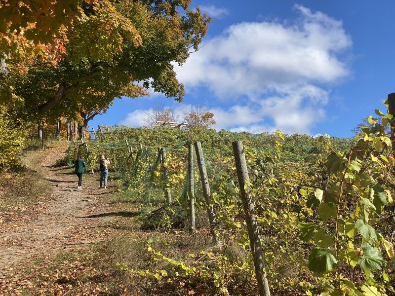 Pond Hill Farm Petoskey Wine Route