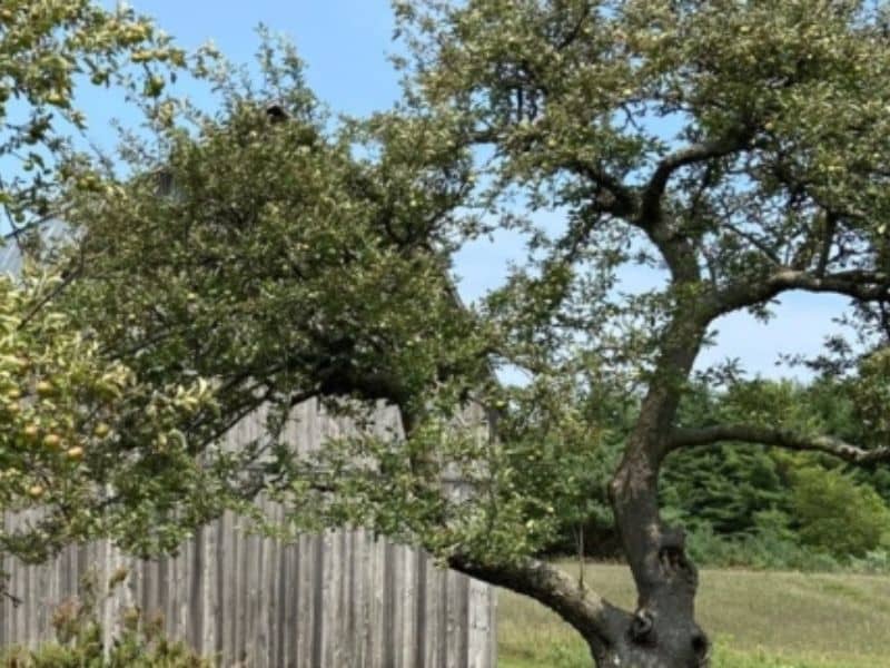 SB National Apple Picking website