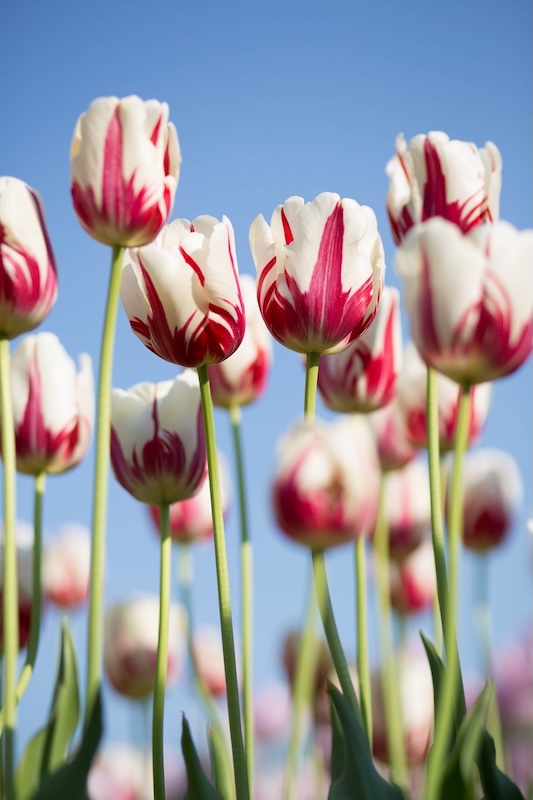 Tulip Dig Holland in Bloom Facebook