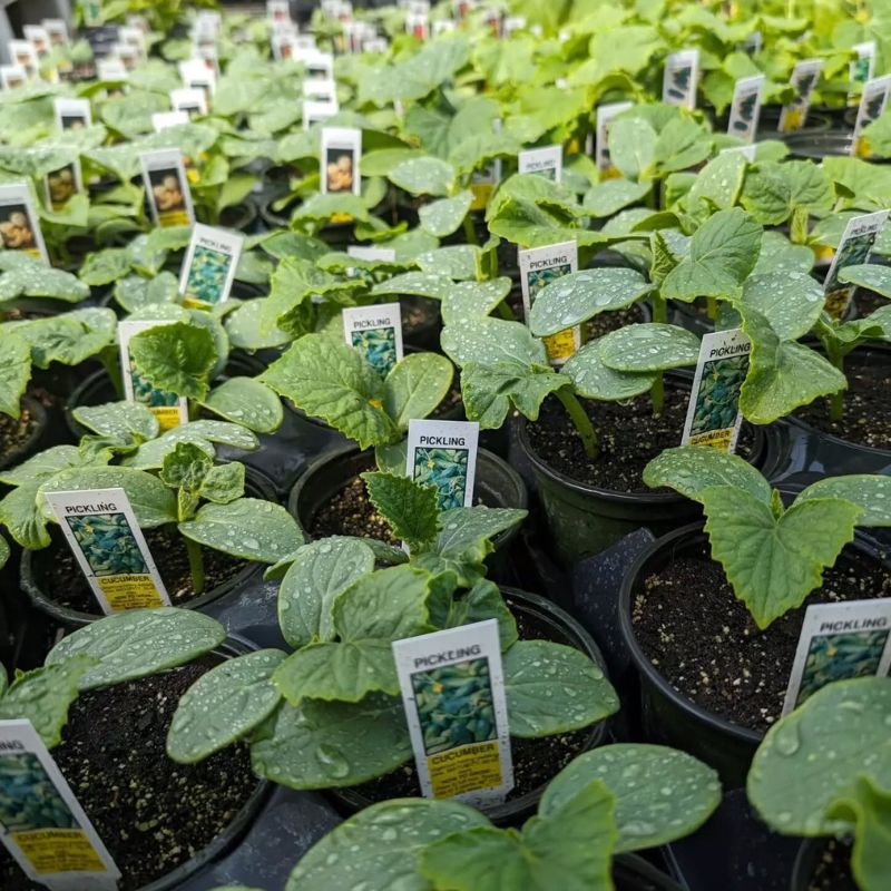 Vegetable Plant Sale at Blandford Nature Center