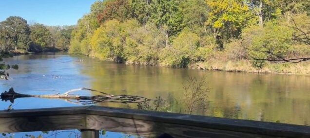 bald eagle over river chippewa Nature center- FB