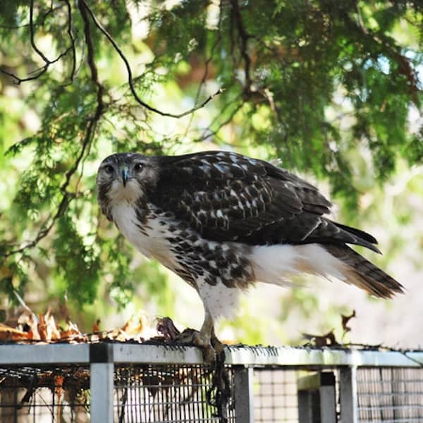 big-red-tailed-hawk_press Kellogg