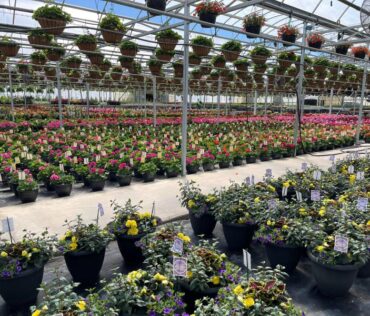 koetsier's greenhouse grand rapids - FB