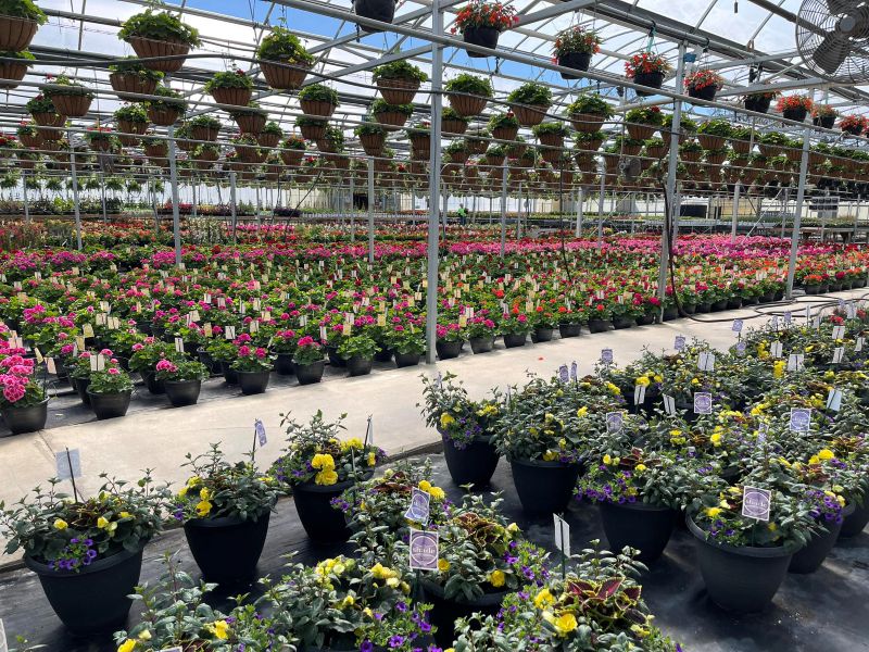 koetsier's greenhouse grand rapids - FB
