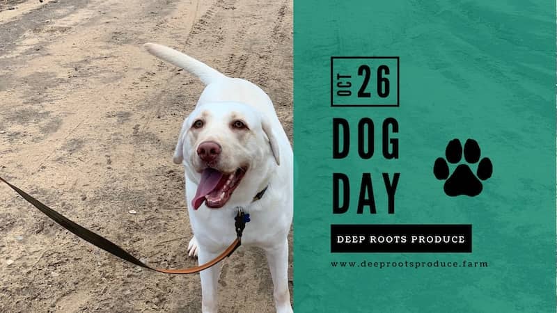 Dog Day Deep Roots Facebook