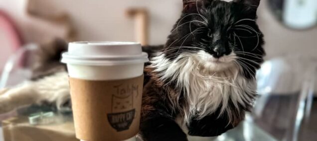 HappyCatCafe