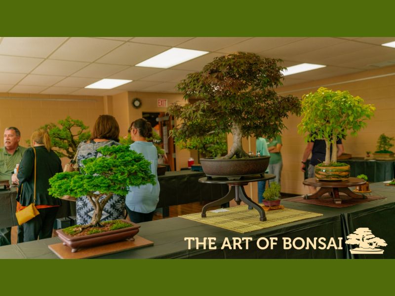 IPF The Art of Bonsai webpage