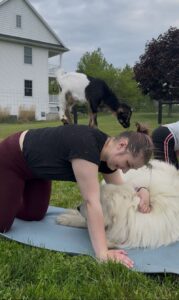 bluebird goat yoga goat on back