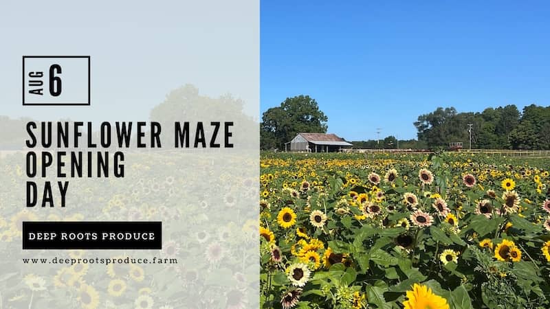 sunflower season deep roots facebook