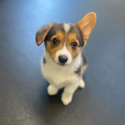 A Pleasant Dog Facebook Page - Sponsor of Dance