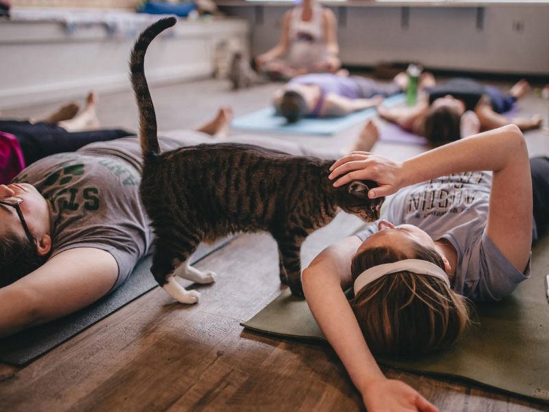 Happy Cat Yoga Happy Cat Cafe
