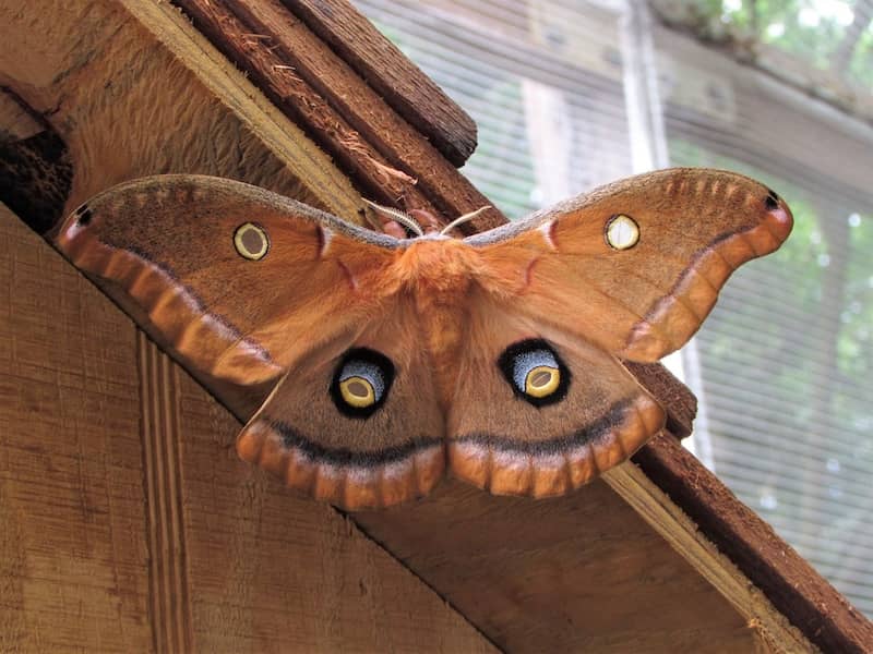Polyphemus moth John Ball Zoo Facebook