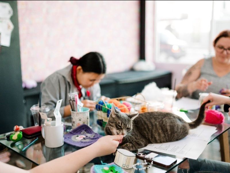 Submission Happy Cat Cafe Crochet with Cats