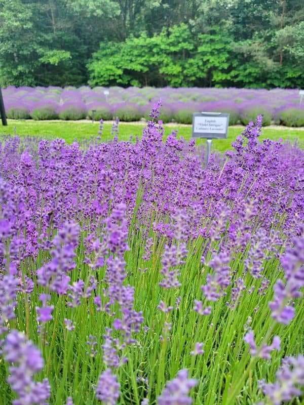 Summerhouse Lavender Farm Webpage