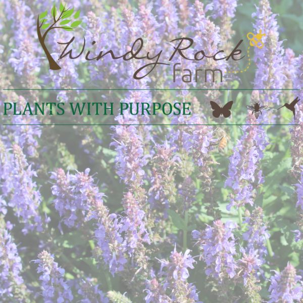 Windy Rock Farm Hidden Lake Garden Webpage