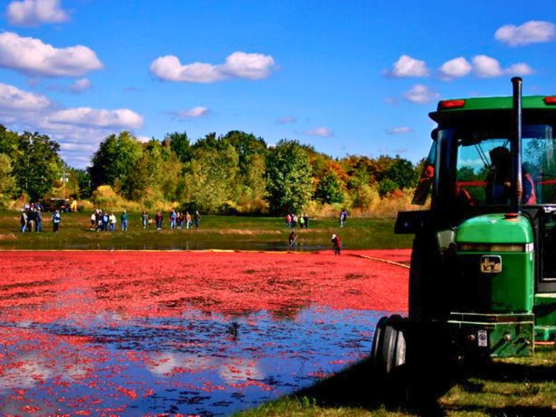 DeGrandchamps Cranberry Farms Harvest