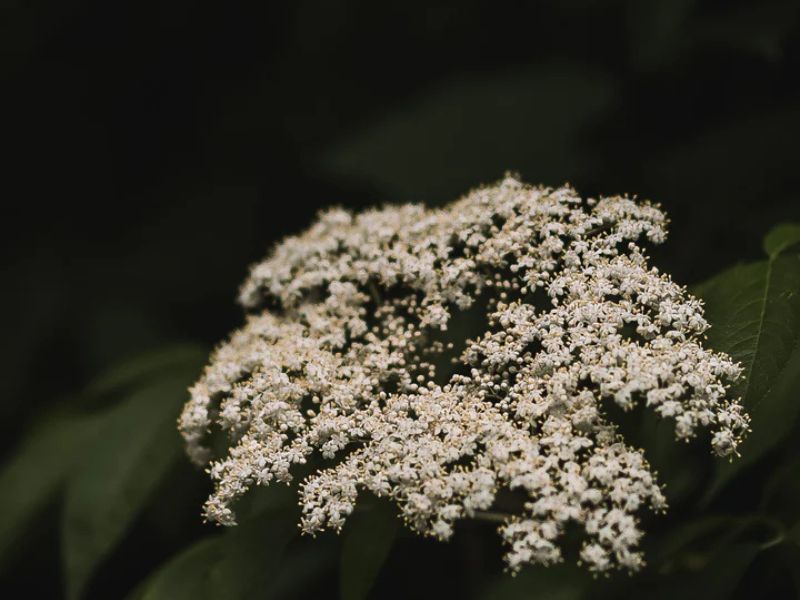 Gathered Botanicals Wellness Workshop website