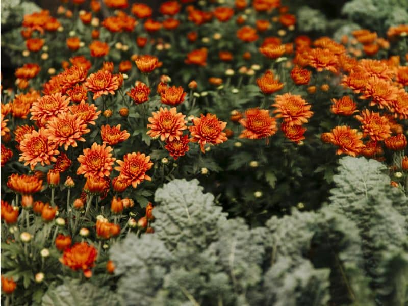 Mums at Frederik Meijer Gardens webpage (1)