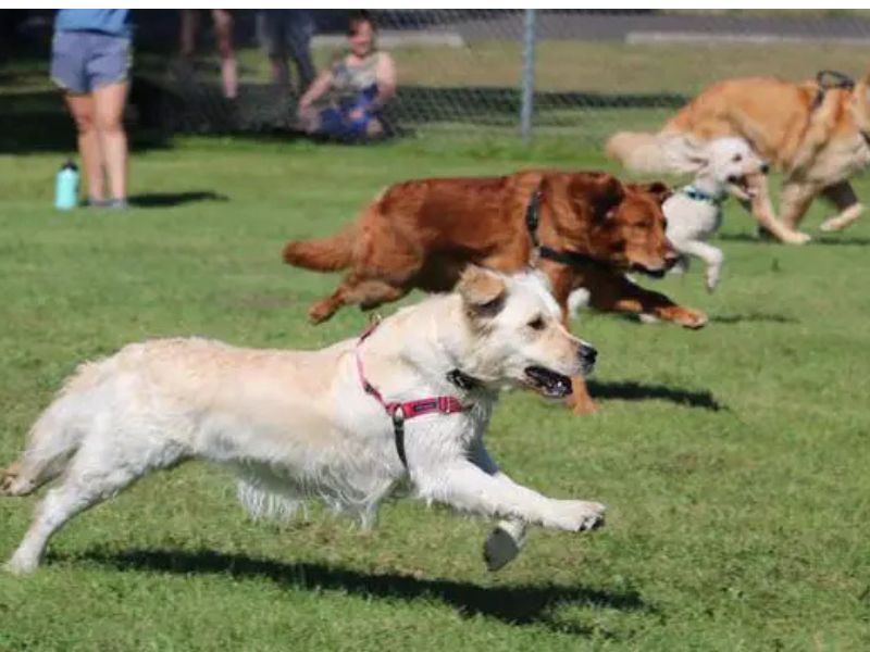Paws With A Cause Retriever Fever website
