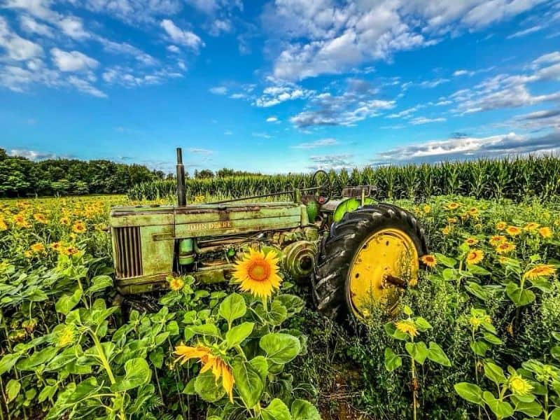 Szymanski's Creekside Acres Sunflower Fields Facebook (1)