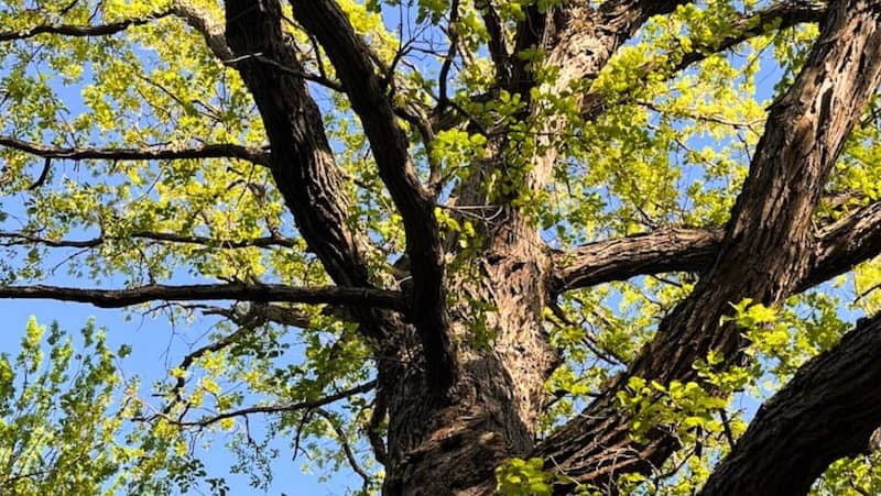 Tree Benefits Class Facebook