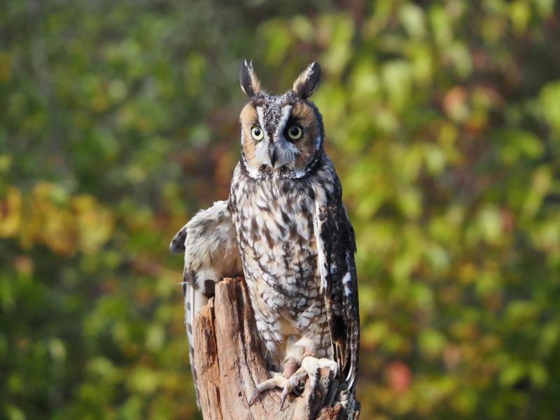 Blandford Nature Center Whoos & Brews Facebook